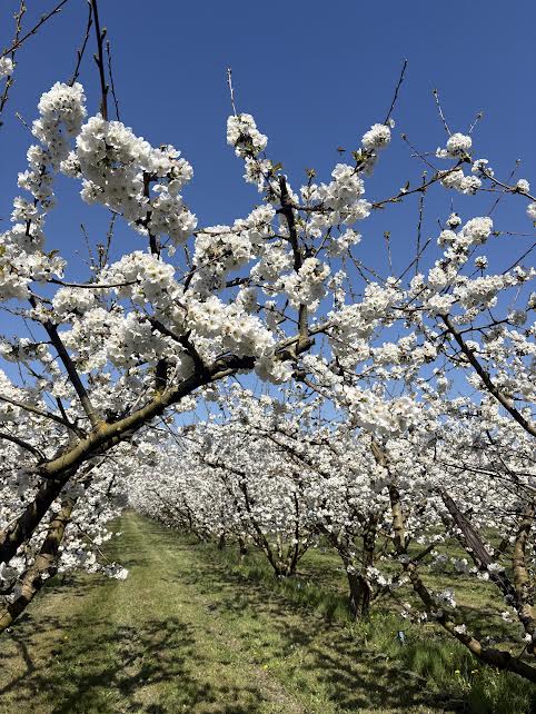 cerisiers en fleur