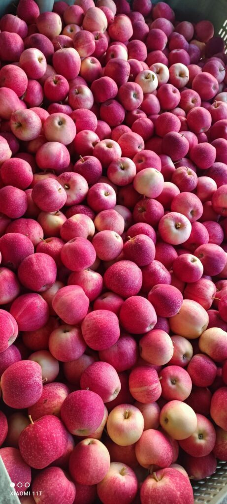 pommes du mas d'Espiard